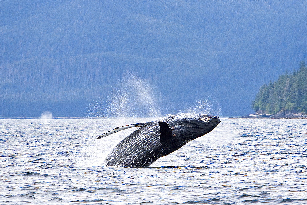 Adult humpback whale (Megaptera novaeangliae) breaching and head-lunging along the eastern shore of Chichagof Island in Southeastern Alaska, USA