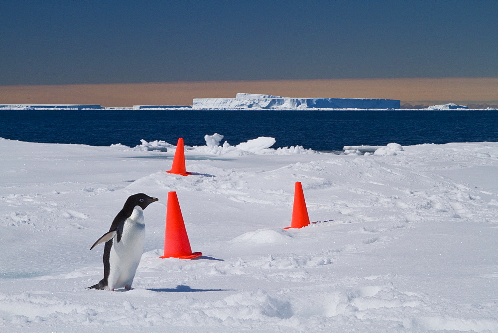 Adelie penguin (Pygoscelis adeliae) near the Antarctic Peninsula, Antarctica.