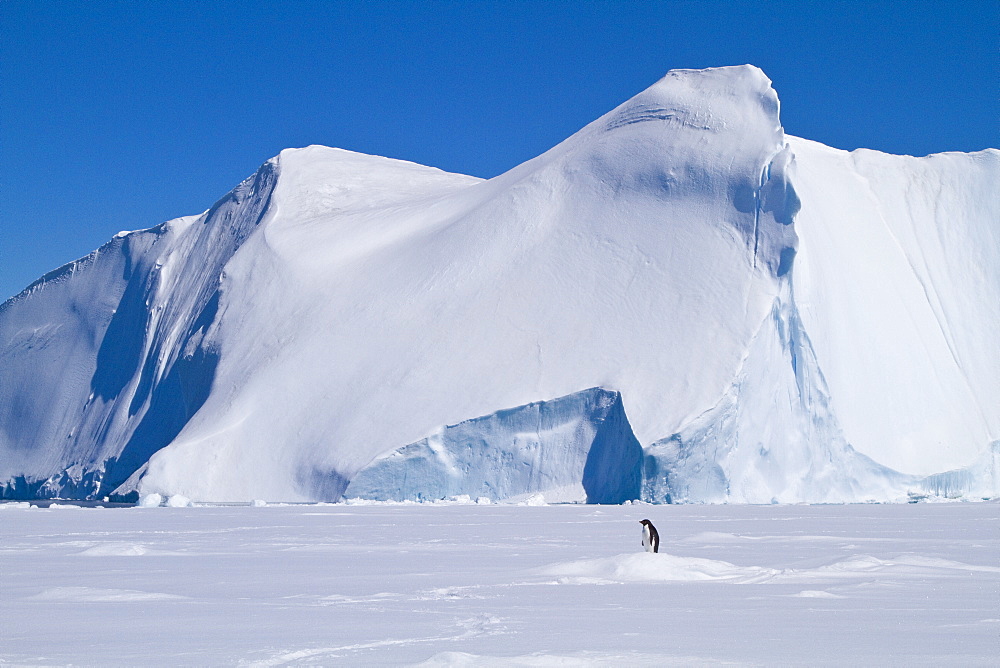 Adelie penguin (Pygoscelis adeliae) near the Antarctic Peninsula, Antarctica. 