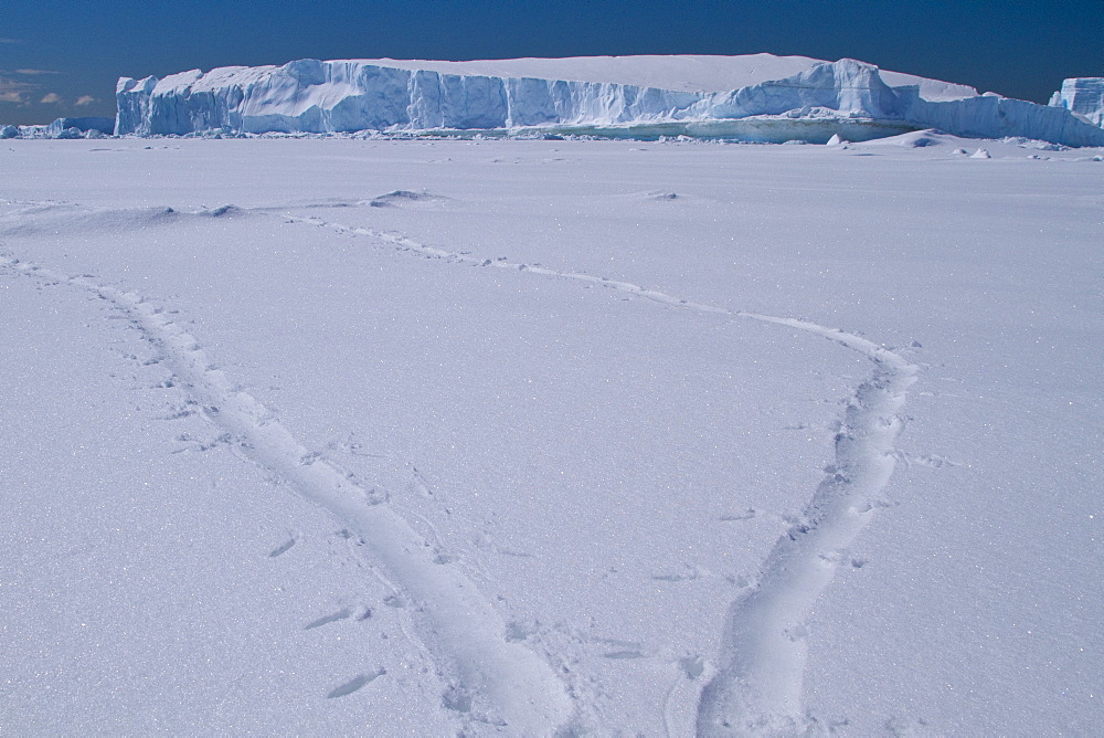 Adelie penguin (Pygoscelis adeliae) toboggan prints in fresh snow near the Antarctic Peninsula, Antarctica.