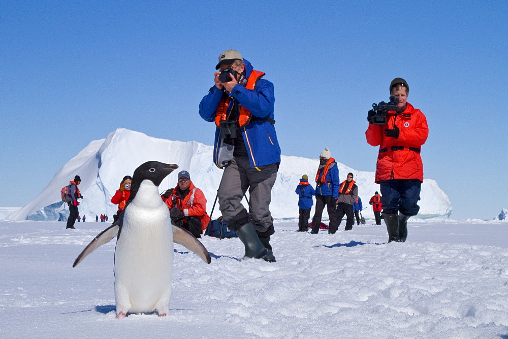 Adelie penguin (Pygoscelis adeliae) near the Antarctic Peninsula, Antarctica. 