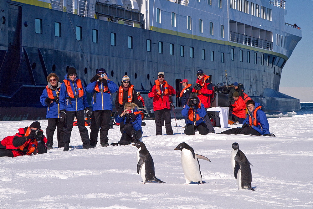 Adelie penguin (Pygoscelis adeliae) near the Antarctic Peninsula, Antarctica. 