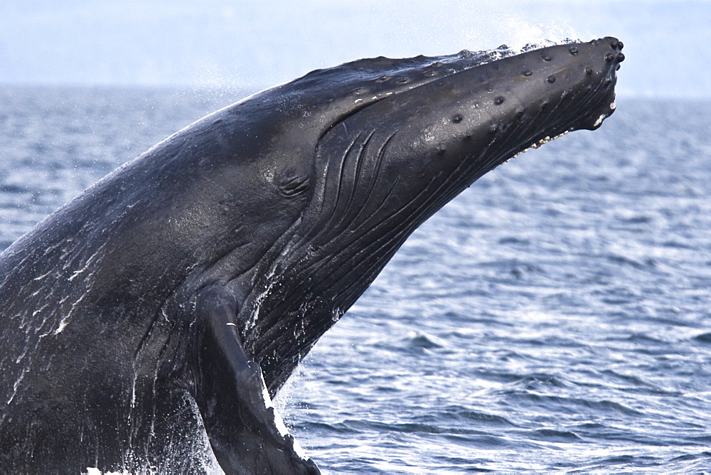 Adult humpback whale (Megaptera novaeangliae) breaching and head-lunging along the eastern shore of Chichagof Island in Southeastern Alaska, USA