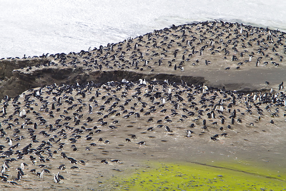 Chinstrap penguin (Pygoscelis antarctica) colony at Baily Head on Deception Island, South Shetland Island Group, Antarctica