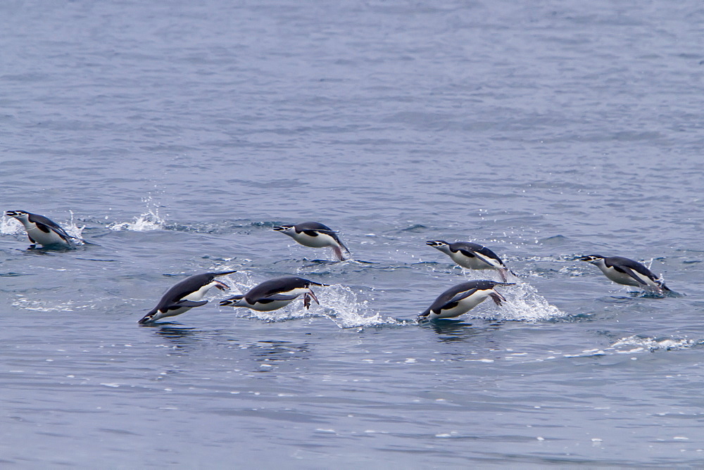 Chinstrap penguin (Pygoscelis antarctica) in surf conditions at Baily Head on Deception Island, South Shetland Island Group, Antarctica