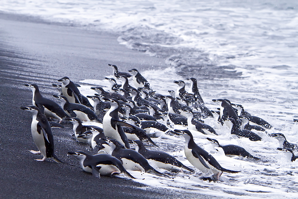 Chinstrap penguin (Pygoscelis antarctica) in surf conditions at Baily Head on Deception Island, South Shetland Island Group, Antarctica