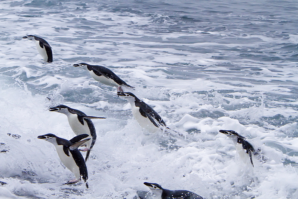 Chinstrap penguin (Pygoscelis antarctica) in surf conditions at Baily Head on Deception Island, South Shetland Island Group, Antarctica