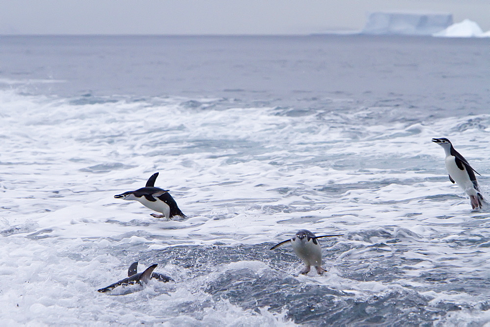 Chinstrap penguin (Pygoscelis antarctica) in surf conditions at Baily Head on Deception Island, South Shetland Island Group, Antarctica