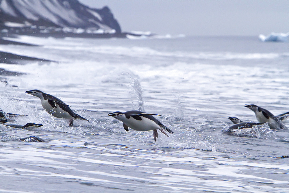 Chinstrap penguin (Pygoscelis antarctica) in surf conditions at Baily Head on Deception Island, South Shetland Island Group, Antarctica