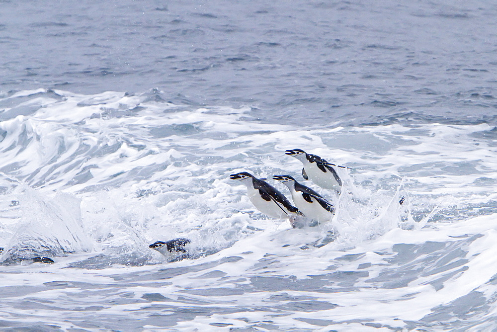 Chinstrap penguin (Pygoscelis antarctica) in surf conditions at Baily Head on Deception Island, South Shetland Island Group, Antarctica