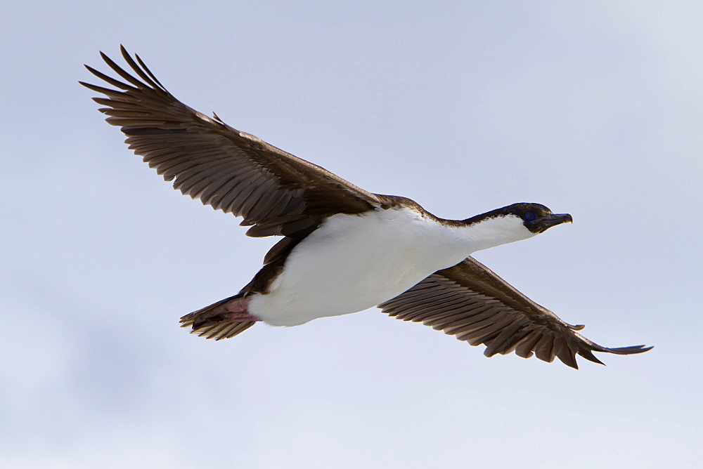 Antarctic shag (Phalacrocorax (atriceps) bransfieldensis) on the wing near Paulet Island, Weddell Sea, Antarctica