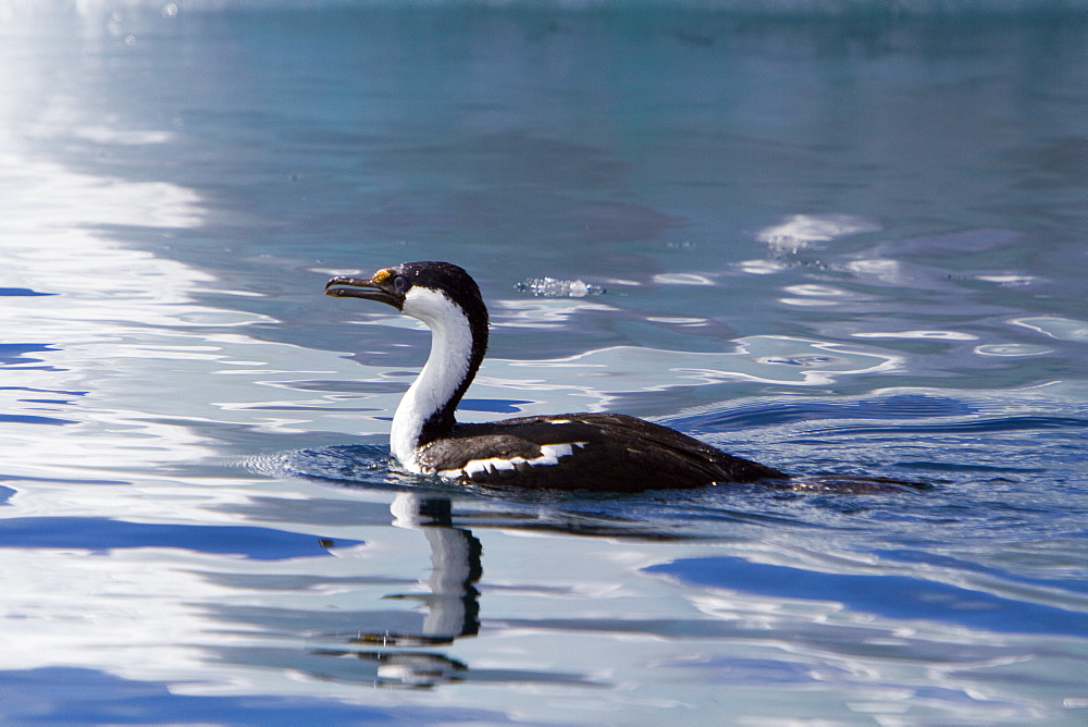 Antarctic shag (Phalacrocorax (atriceps) bransfieldensis) foraging near Paulet Island, Weddell Sea, Antarctica