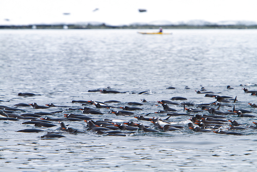 Gentoo penguins (Pygoscelis papua) bathing en masse in Antarctica, Southern Ocean