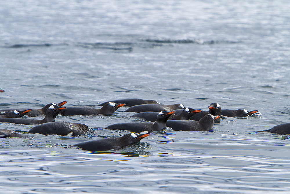 Gentoo penguins (Pygoscelis papua) bathing en masse in Antarctica, Southern Ocean