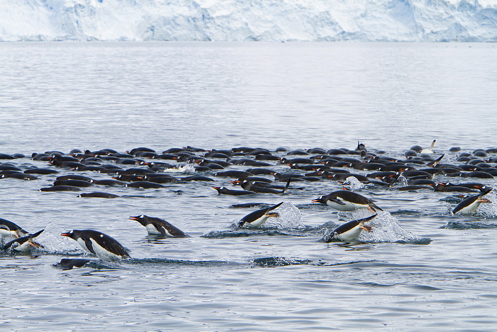 Gentoo penguins (Pygoscelis papua) bathing en masse in Antarctica, Southern Ocean