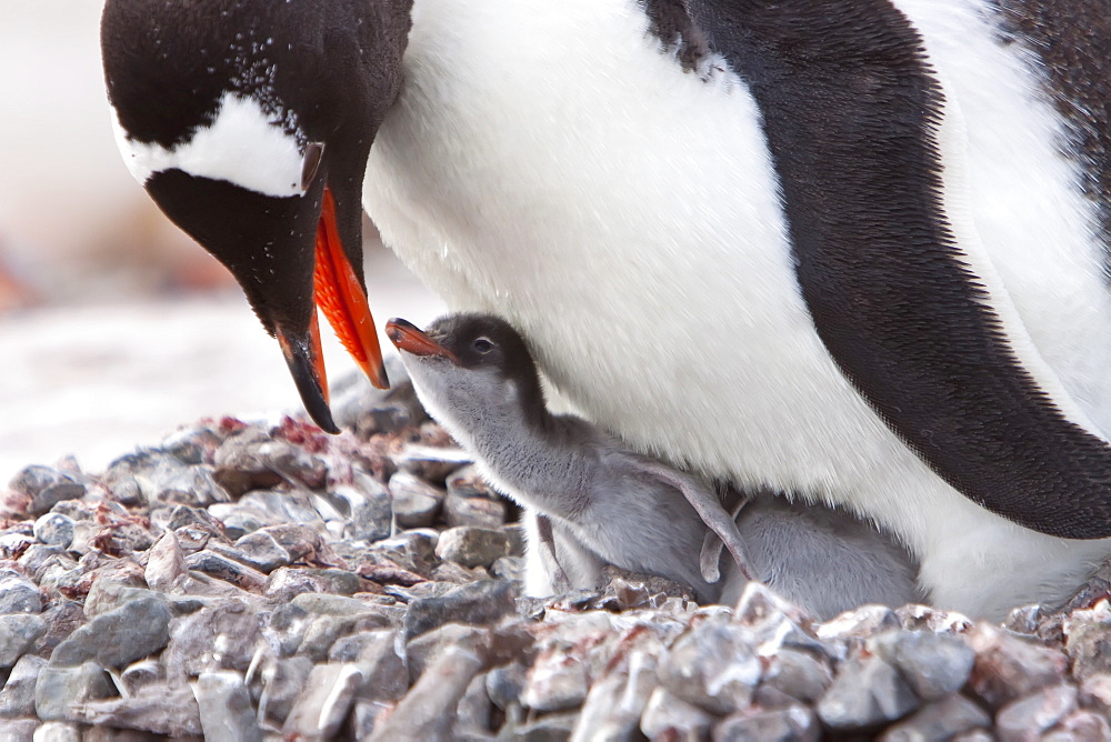 Gentoo penguin parent (Pygoscelis papua) with chicks in Antarctica, Southern Ocean