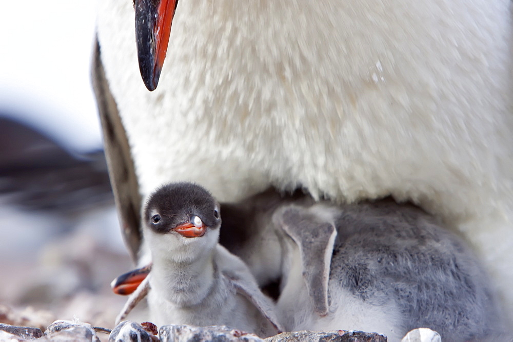 Gentoo penguin parent (Pygoscelis papua) with chicks in Antarctica, Southern Ocean