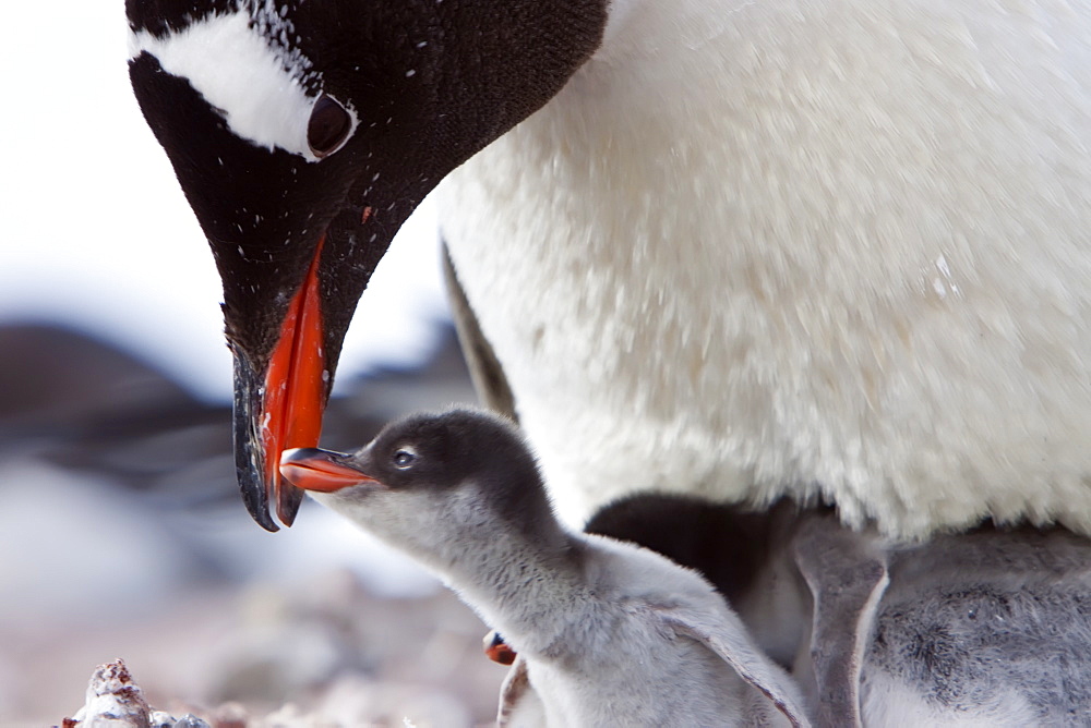 Gentoo penguin parent (Pygoscelis papua) with chicks in Antarctica, Southern Ocean