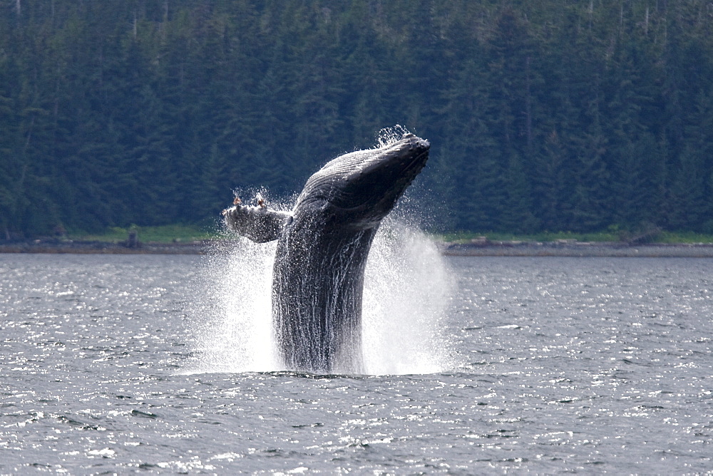 Adult humpback whale (Megaptera novaeangliae) breaching and head-lunging along the eastern shore of Chichagof Island in Southeastern Alaska, USA