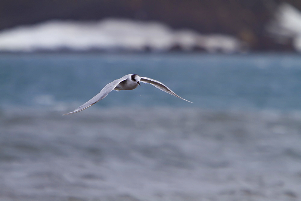 Juvenile Antarctic tern (Sterna vittata) in flight in whalers bay, Deception Island, South Shetland Islands, Antarctica, Southern Ocean.