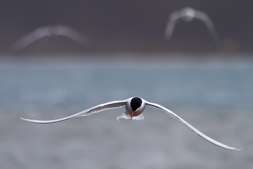 Adult Antarctic tern (Sterna vittata) in flight in whalers bay, Deception Island, South Shetland Islands, Antarctica, Southern Ocean.