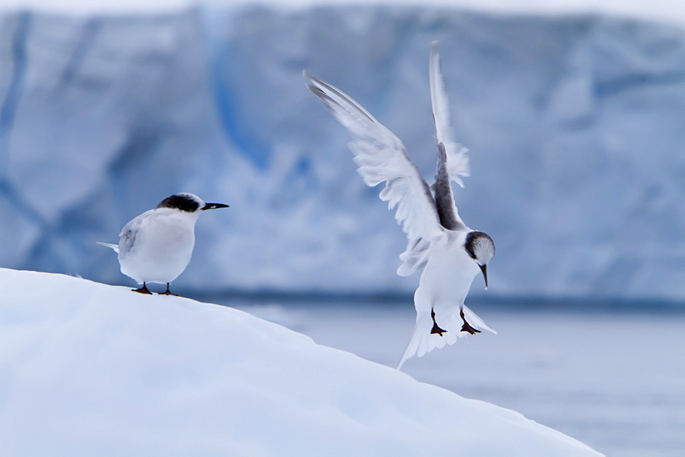 Juvenile Antarctic tern (Sterna vittata) resting on iceberg in Neko Harbor, Antarctica, Southern Ocean.