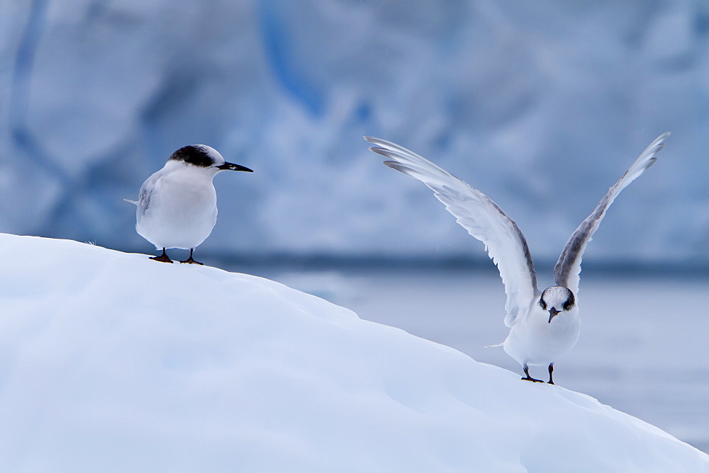 Juvenile Antarctic tern (Sterna vittata) resting on iceberg in Neko Harbor, Antarctica, Southern Ocean.