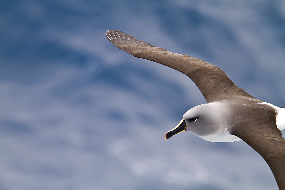 Adult Grey-headed Albatross, (Thalassarche chrysostoma) on the wing in the Drake Passage between South America and the Antarctic Peninsula, Southern Ocean