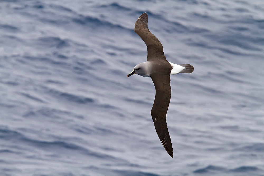 Adult Grey-headed Albatross, (Thalassarche chrysostoma) on the wing in the Drake Passage between South America and the Antarctic Peninsula, Southern Ocean