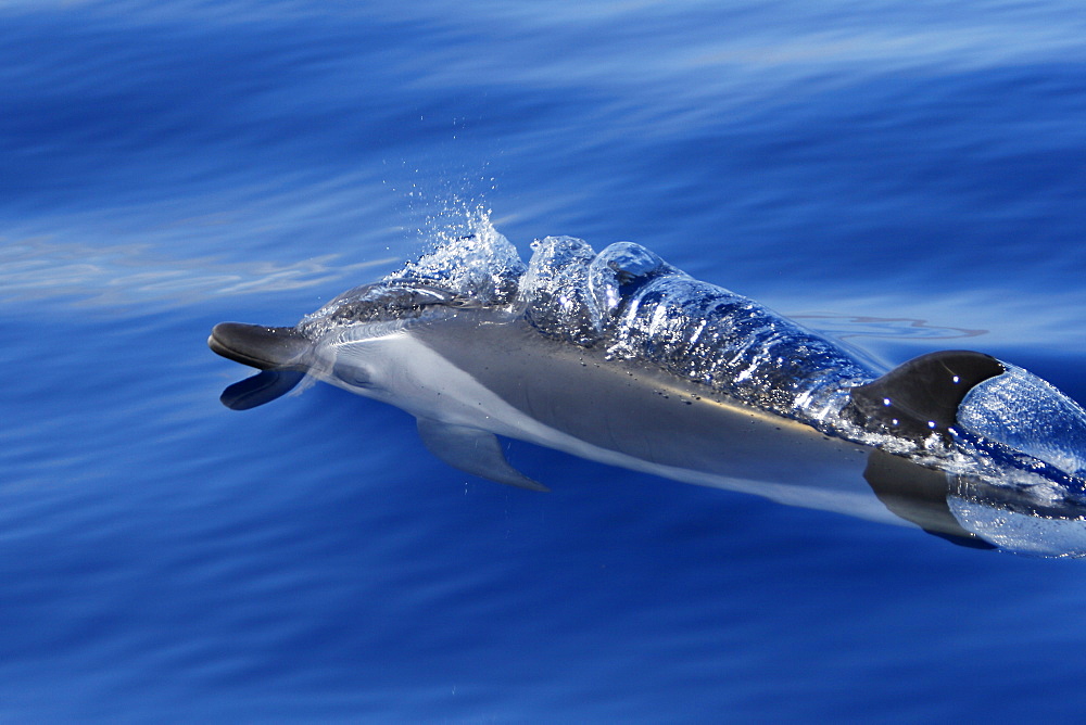 Pantropical Spotted Dolphin (Stenella attenuata) surfacing in the AuAu Channel between Maui and Lanai, Hawaii, USA