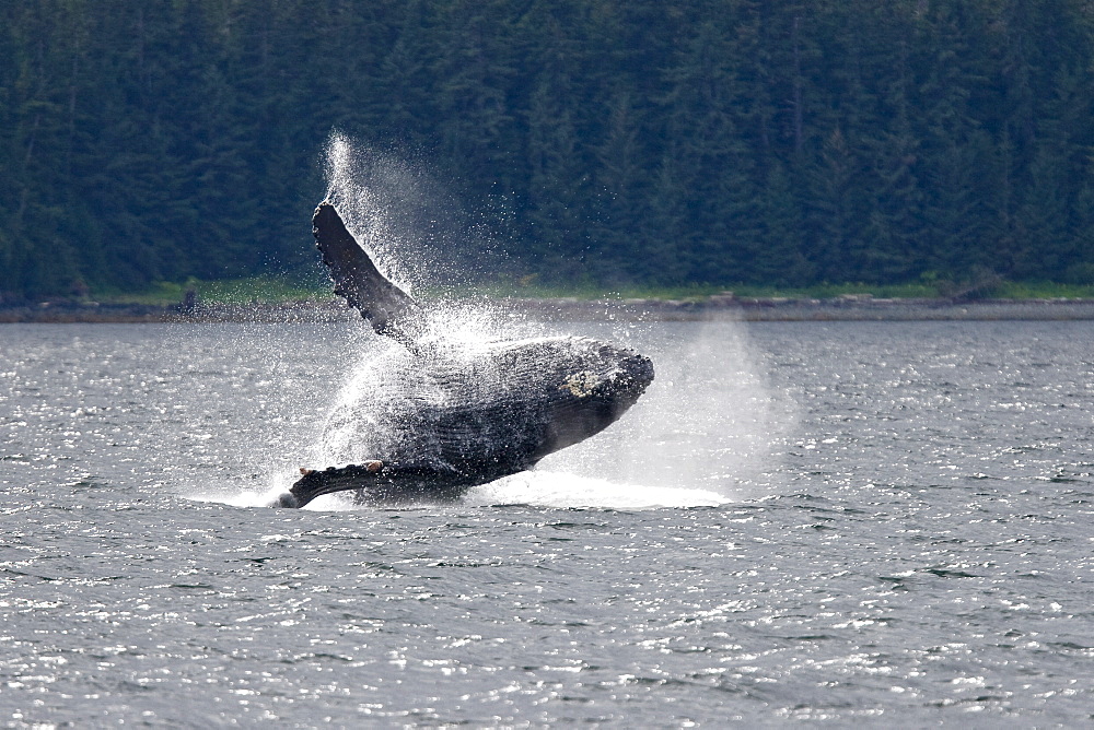 Adult humpback whale (Megaptera novaeangliae) breaching and head-lunging along the eastern shore of Chichagof Island in Southeastern Alaska, USA