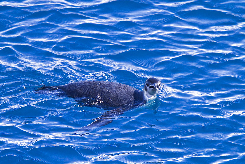 Juvenile emperor penguin (Aptenodytes forsteri) foraging in the Weddell Sea, Antarctica. 