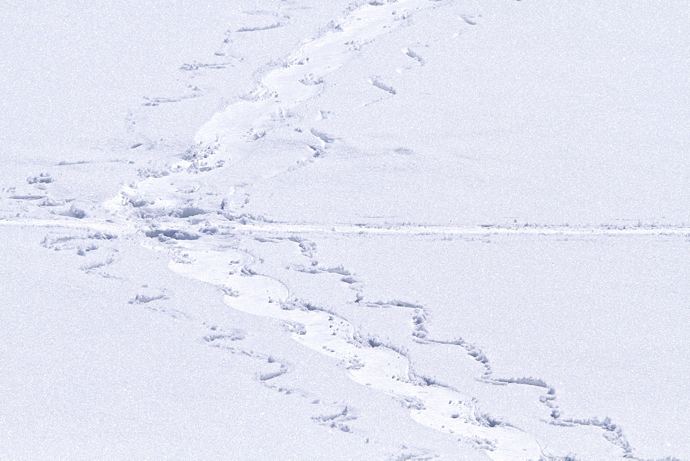 Adult emperor penguin (Aptenodytes forsteri) tobogganing tracks left in fresh snow near Snow Hill Island in the Weddell Sea, Antarctica. 