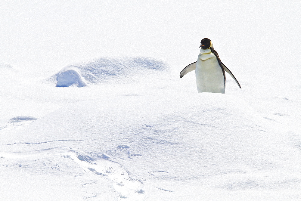 Adult emperor penguin (Aptenodytes forsteri) on sea ice near Snow Hill Island in the Weddell Sea, Antarctica. 