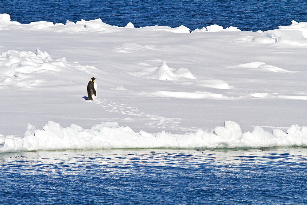 Adult emperor penguin (Aptenodytes forsteri) on sea ice near Snow Hill Island in the Weddell Sea, Antarctica. 