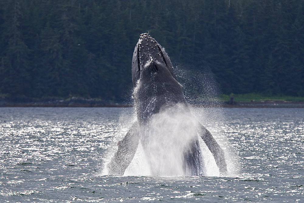 Adult humpback whale (Megaptera novaeangliae) breaching and head-lunging along the eastern shore of Chichagof Island in Southeastern Alaska, USA