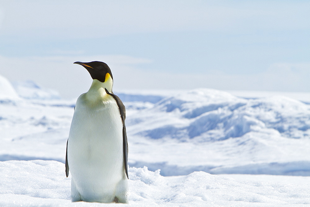 Adult emperor penguin (Aptenodytes forsteri) on sea ice near Snow Hill Island in the Weddell Sea, Antarctica. 