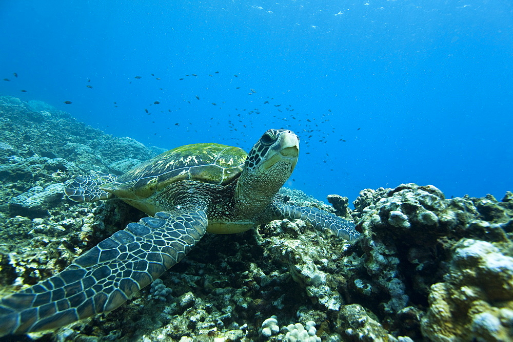 Adult green sea turtle (Chelonia mydas) in the protected marine sanctuary at Honolua Bay, Maui, Hawaii, USA