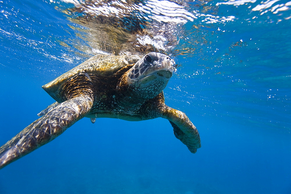 Adult green sea turtle (Chelonia mydas) in the protected marine sanctuary at Honolua Bay, Maui, Hawaii, USA