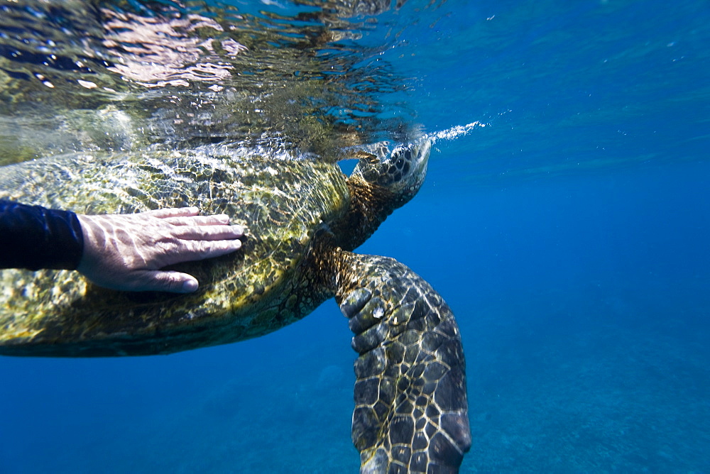 Adult green sea turtle (Chelonia mydas) in the protected marine sanctuary at Honolua Bay, Maui, Hawaii, USA