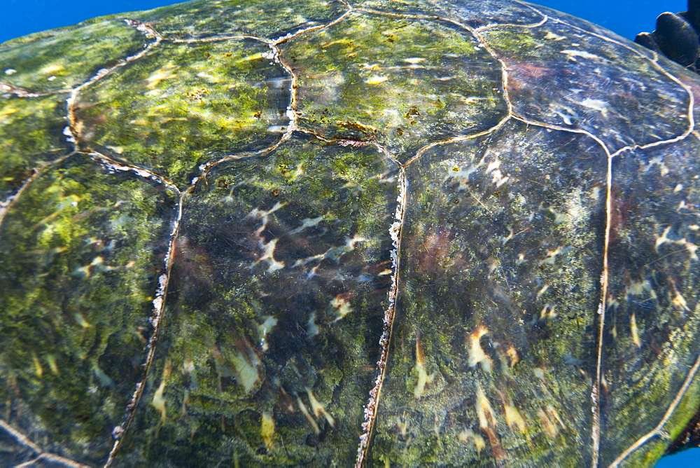 Adult green sea turtle (Chelonia mydas) in the protected marine sanctuary at Honolua Bay, Maui, Hawaii, USA