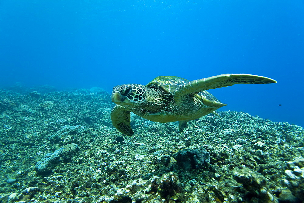 Adult green sea turtle (Chelonia mydas) in the protected marine sanctuary at Honolua Bay, Maui, Hawaii, USA