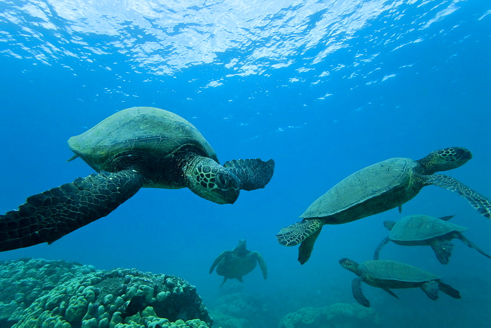 Green sea turtle (Chelonia mydas) at cleaning station at Olowalu Reef, Maui, Hawaii, USA