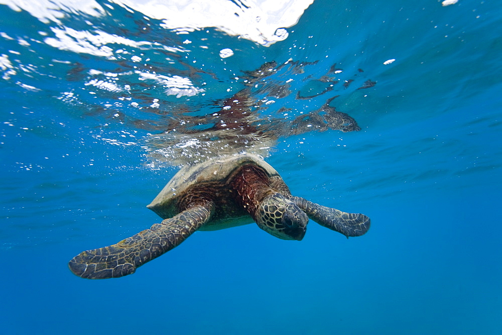 Green sea turtle (Chelonia mydas) at cleaning station at Olowalu Reef, Maui, Hawaii, USA