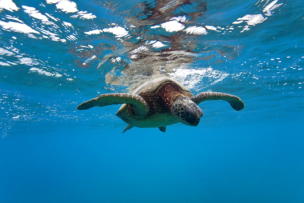 Green sea turtle (Chelonia mydas) at cleaning station at Olowalu Reef, Maui, Hawaii, USA