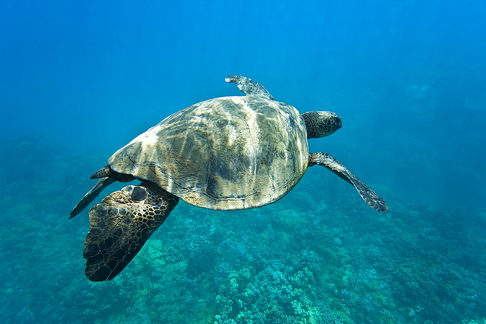 Green sea turtle (Chelonia mydas) at cleaning station at Olowalu Reef, Maui, Hawaii, USA