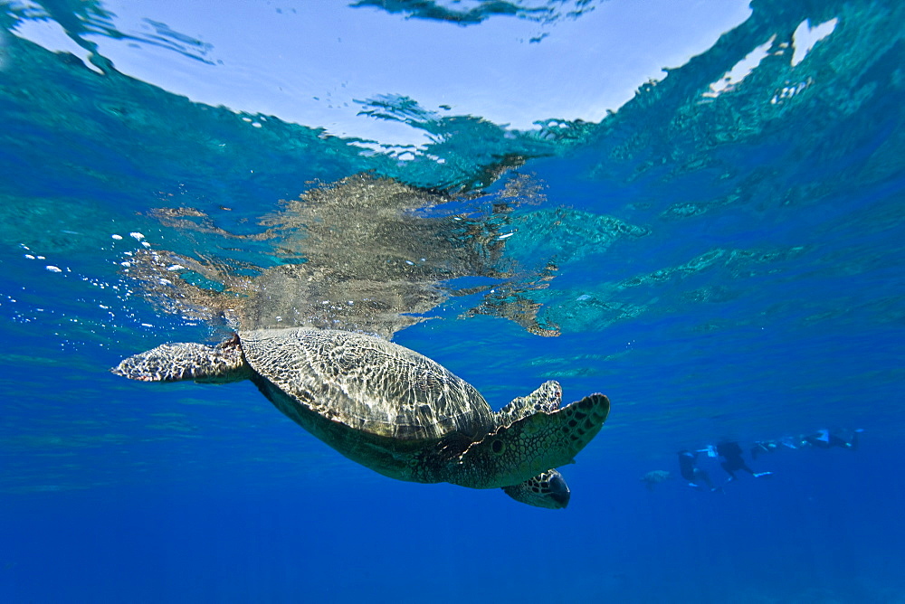 Green sea turtle (Chelonia mydas) at cleaning station at Olowalu Reef, Maui, Hawaii, USA