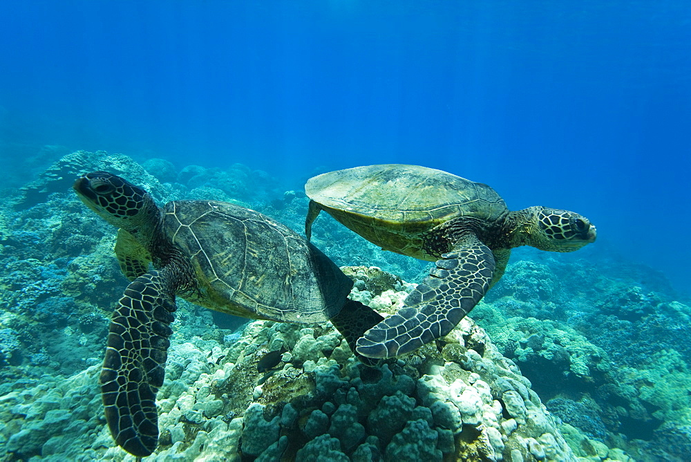 Green sea turtle (Chelonia mydas) at cleaning station at Olowalu Reef, Maui, Hawaii, USA