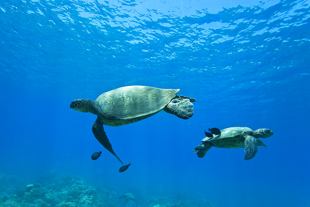 Green sea turtle (Chelonia mydas) at cleaning station at Olowalu Reef, Maui, Hawaii, USA