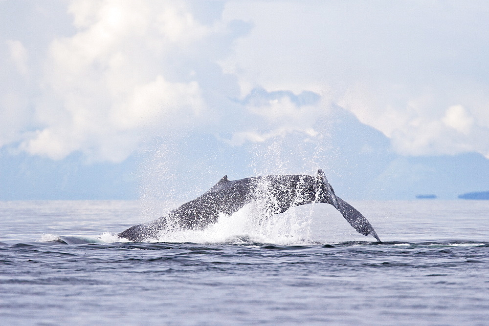 A group of adult humpback whales (Megaptera novaeangliae) co-operatively "bubble-net" feeding along the west side of Chatham Strait in Southeast Alaska, USA. Pacific Ocean